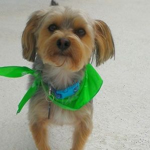 Meet your Posher, Susan